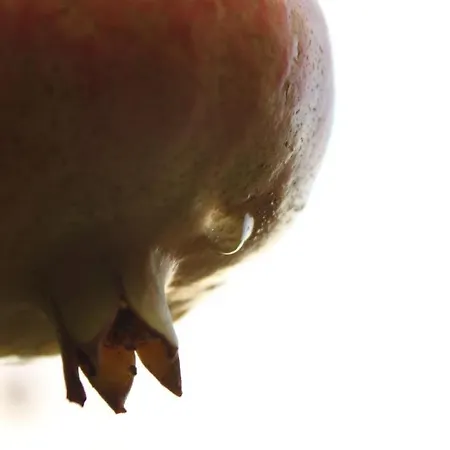 Gul * פאראליה