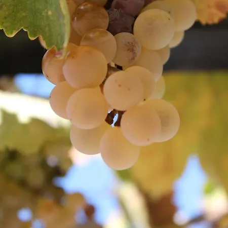 Gul * פאראליה