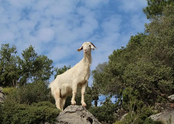 Orman Evi Gul Faralya