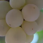 Gul بيت خشبي